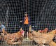 China announces $97mn poultry subsidy