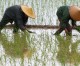 China, LatAm forge $50mn agriculture fund