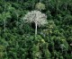 Brazil reports surge in Amazon deforestation