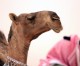 Deadly Middle East virus found in camels – study