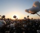 Brazil accepts $300mn from US to end cotton dispute