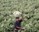 India to pass 4th executive order on controversial land bill
