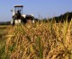 Chinese set to buy one of Australia’s largest grain farms