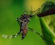 US ups the war against Zika