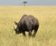 Africa plans to boost rhino numbers