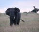 World wildlife conference opens in South Africa