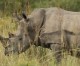 South Africa to sell rhino-horn worth $1bn