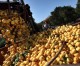 SA to boost citrus exports to BRICS