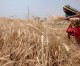 BRICS vow to meet food security challenges