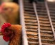 China to reinvestigate US poultry duties