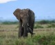 China: Smuggled ivory down by 80 per cent