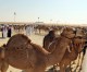 Riyadh issues camel warning over MERS virus