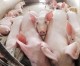 China to bail out Finland pork industry