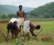 Weather fury drives hundreds of Indian farmers to suicide