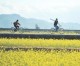 China to resume Indian rapeseed imports, first in 3 years