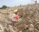 India wheat imports hit 10-year high as rains damage crop